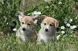CORGI PEMBROKE 713